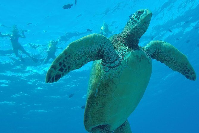 Hanauma Bay Guided Snorkel Tour (with guaranteed entrance time) - Why This Tour Offers Great Value