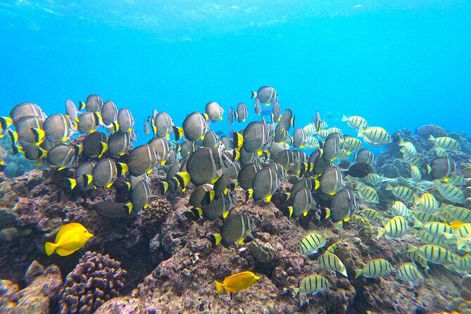 Hanauma Bay Guided Snorkel Tour (with guaranteed entrance time) - The Sum Up