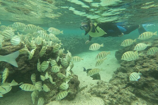 Hanauma Bay Guided Snorkeling Tour with Transportation - Who Is This Tour Best For?