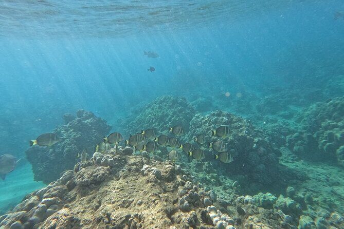 Hanauma Bay Guided Snorkeling Tour with Transportation - FAQ