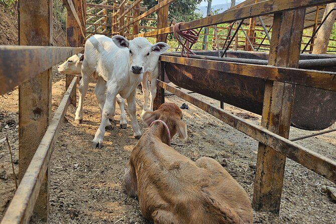 Hands-on Mexican Farm Experience: from Cow to Cheese - Who Should Consider This Experience?