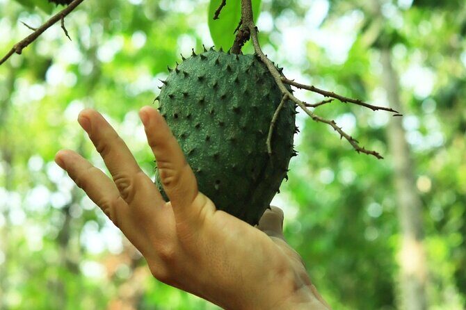 Hands-on Mexican Farm Experience: from Cow to Cheese - FAQs