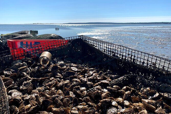 Hands-On Oyster Farm Experience in Plymouth - Key Points