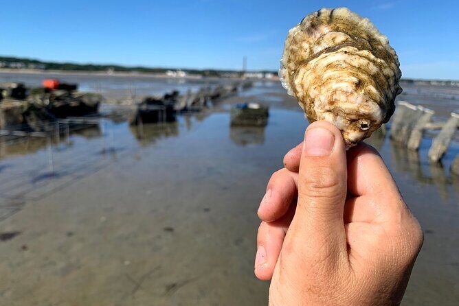 Hands-On Oyster Farm Experience in Plymouth - The Sum Up