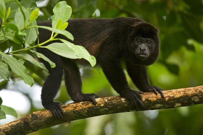 Hanging Bridges and Nature Preserve at Tenorio volcano - Who Is This Tour Best For?