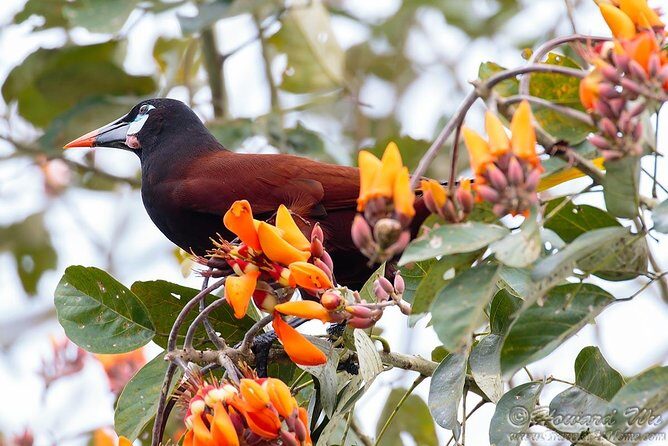 Hanging Bridges and Nature Preserve at Tenorio volcano - Frequently Asked Questions