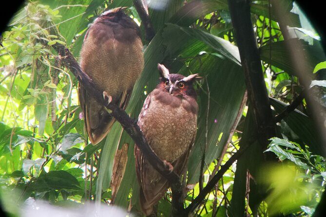 Hanging Bridges Nature History Private Walking Tour - An In-Depth Look at the Hanging Bridges Nature and History Tour