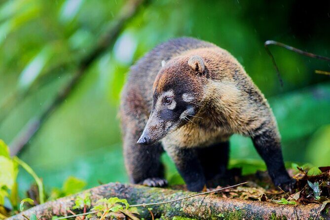 Hanging Bridges of Arenal  Guided Nature Walk with Nature - FAQs