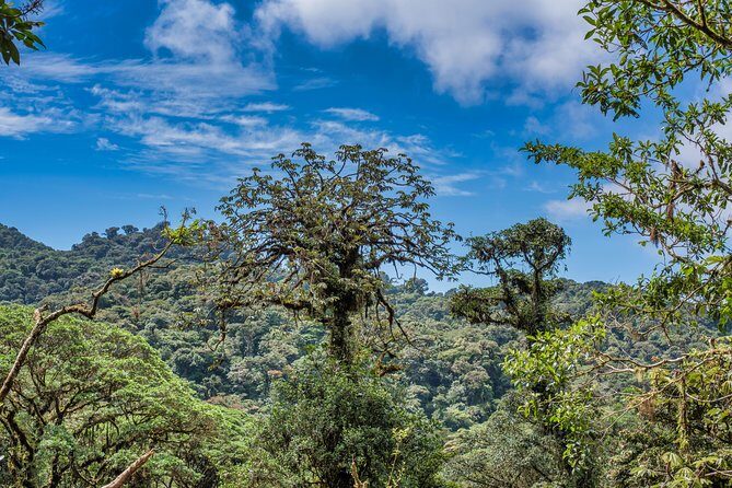 Hanging Bridges & Tour Guide From Monteverde - A Close Look at the Ecosystem