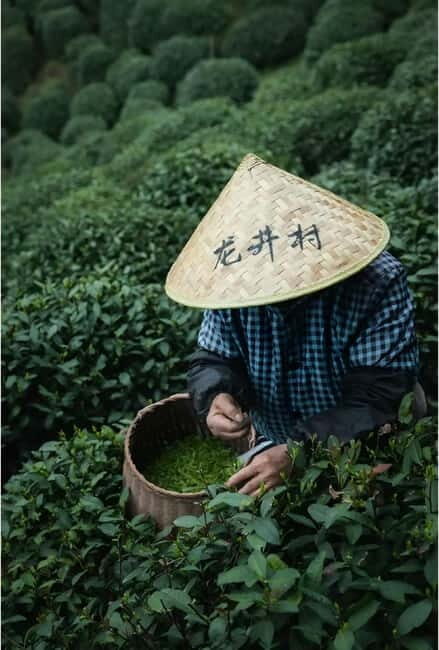 Hangzhou: Longjing Village Tea Picking and Tasting Tour - The Realities of the Experience