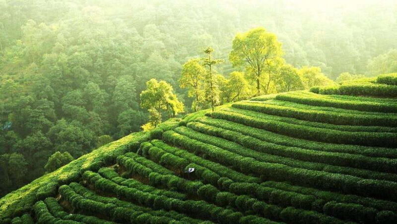 Hangzhou Private Day Trip by Bullet Train from Shanghai - Key Points