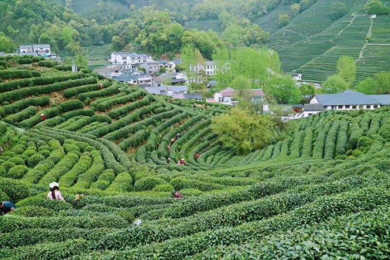 Hangzhou Private Day Trip by Bullet Train from Shanghai - In-depth Look at the Itinerary