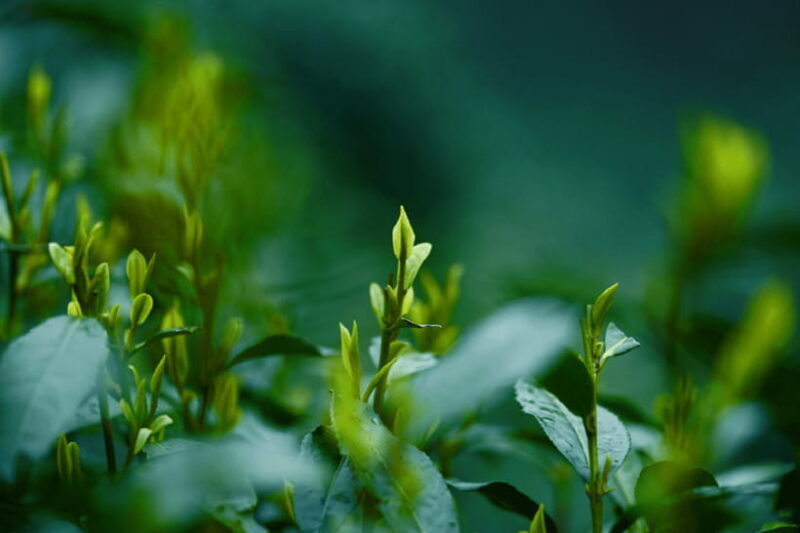 Hangzhou Private Day Trip by Bullet Train from Shanghai - Final Thoughts: Who Is This Tour For?