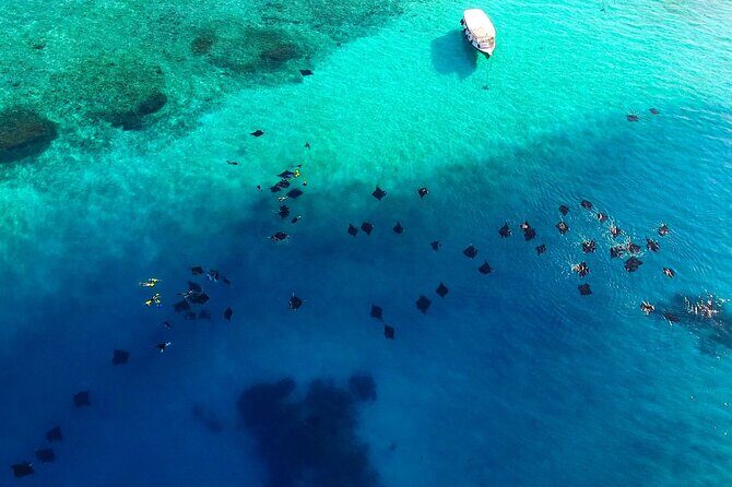 Hanifaru Bay Snorkeling with Whale sharks & Mana Rays - A Detailed Look at the Experience