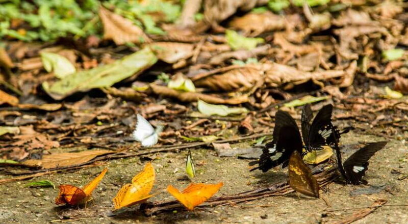 Hanoi: Full-day Cuc Phuong National Park Eco-adventure - Who Would Appreciate This Tour?