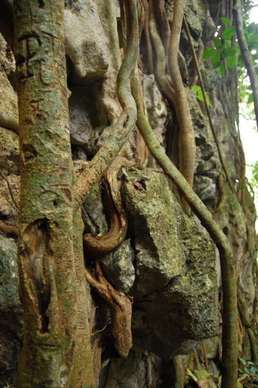 Hanoi: Full-day Cuc Phuong National Park Eco-adventure - Final Thoughts