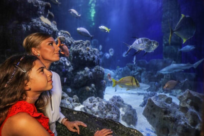 Hanover: SEA LIFE Entry Ticket - A Deep Dive Into SEA LIFE Hannover