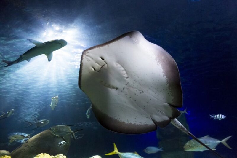 Hanover: SEA LIFE Entry Ticket - Practical Tips for Visiting