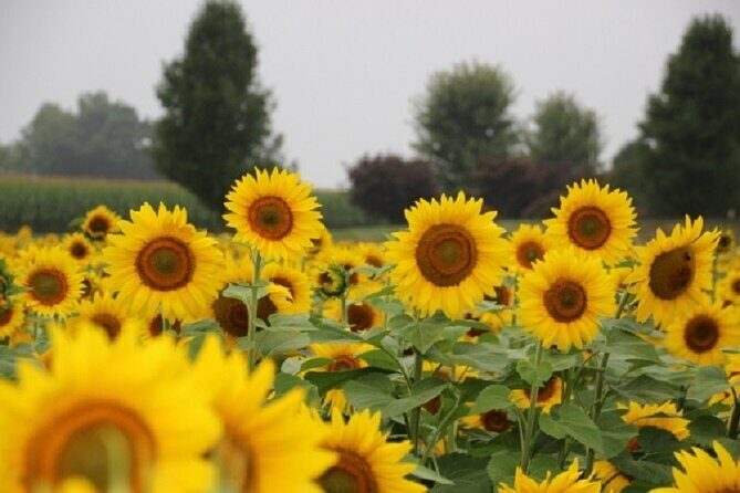 Happy Farm Fun Day Tour from NY | Kids 50% Off - Who Should Consider This Tour?