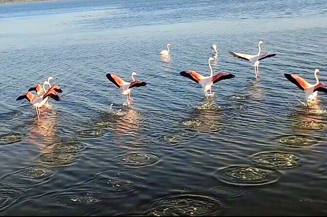 Happy tour camargue an immersion by bike and scooter E - What You Can Expect From the Itinerary
