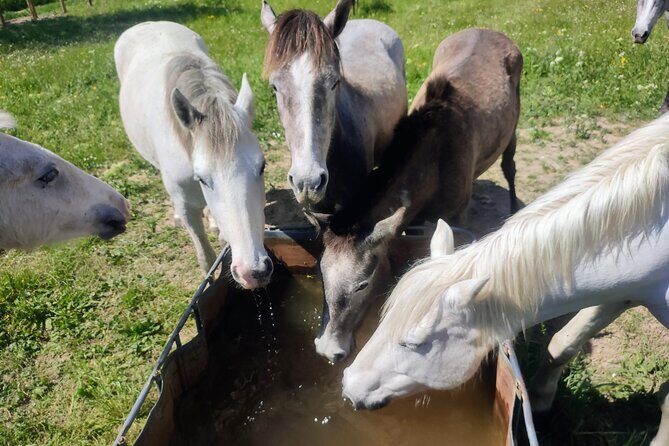Happy tour camargue an immersion by bike and scooter E - FAQ