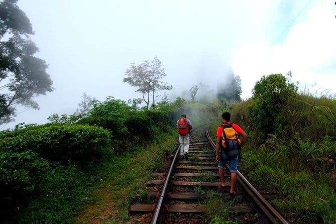 Haputale Tea Estate Walking Tour From Ella - Experience the Beauty of Sri Lanka’s Tea Country with the Haputale Tea Estate Walking Tour from Ella