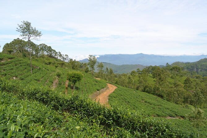 Haputale Tea Estate Walking Tour From Ella - In-Depth Look at the Haputale Tea Estate Walking Tour