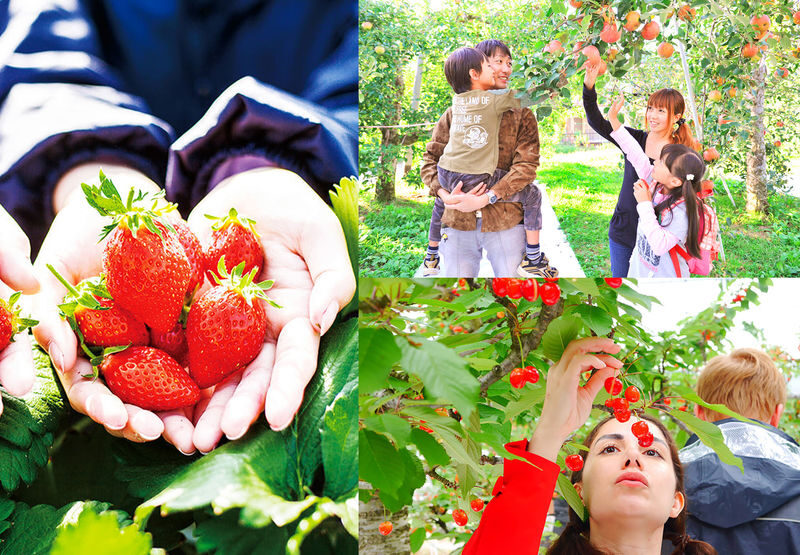 Harada Farm Fruit Picking & Fukiware Falls & Tambara Lavender Park/Ikaho Onsen/Tambara Ski Resort Day Trip (From Tokyo) - What the price covers, and where the value lies