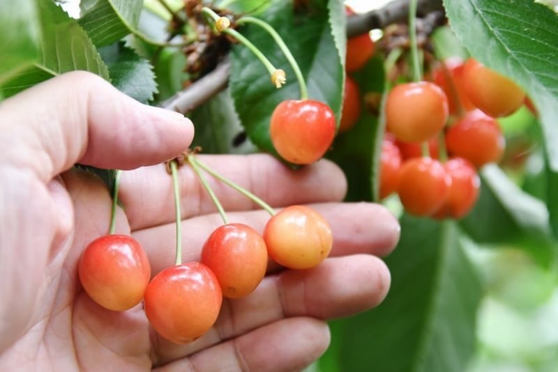 Harada Farm Fruit Picking & Fukiware Falls & Tambara Lavender Park/Ikaho Onsen/Tambara Ski Resort Day Trip (From Tokyo) - Making the most of a tightly timed day