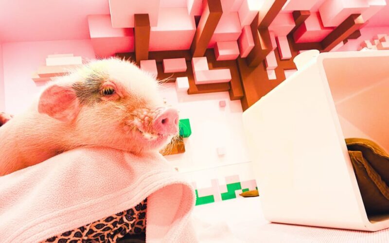 Harajuku : Blend of Tradition & Pop Culture for Family Tour - Exploring Harajuku in Detail