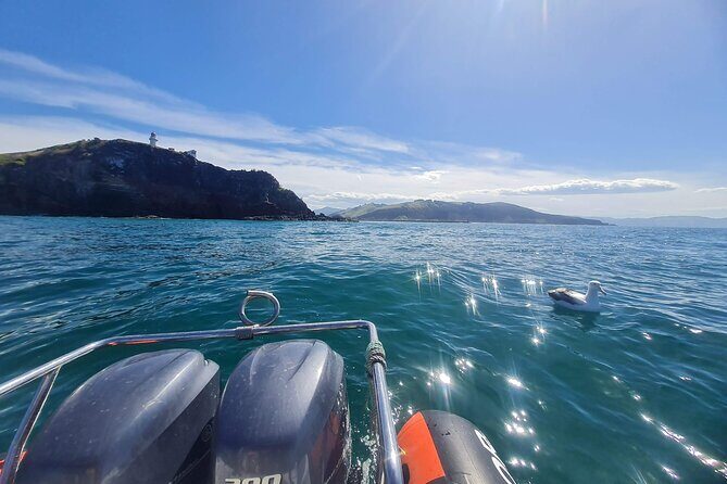 Harbour, Albatross and Wildlife Cruise on Otago Harbour - Exploring Otago Harbour: What to Expect During the Tour