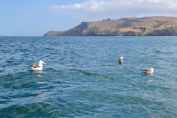 Harbour, Albatross and Wildlife Cruise on Otago Harbour - What Recent Guests Say