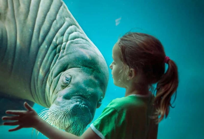 Harderwijk: Dolfinarium Entry Ticket - Final Thoughts