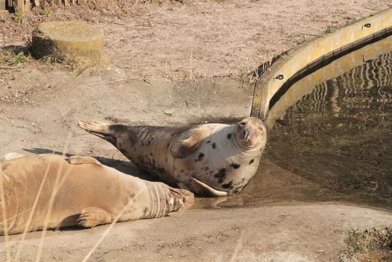 Harderwijk: Dolfinarium Entry Ticket - FAQs
