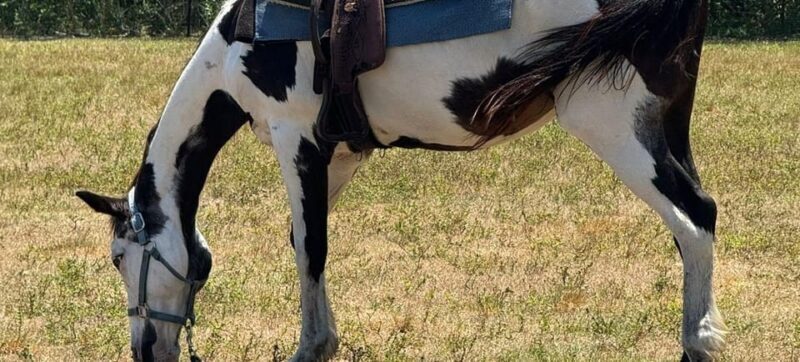 Harmony Horse Riding of Miami - A Detailed Look at Harmony Horse Riding of Miami
