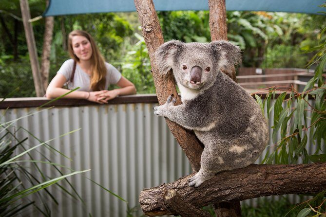Hartley's Crocodile Adventures Day Trip from Cairns - An In-Depth Look at the Experience