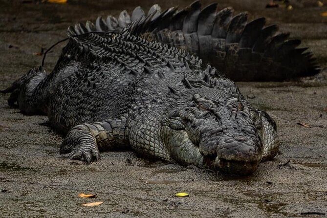 HARTLEY'S CROCODILE TRANSFER between Port Douglas & Hartley's Crocodile (return) - Who Would Love This?
