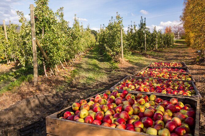Hastings Caves, Tahune Airwalk and the Huon Tasting Trail - Who Is This Tour Best Suited For?