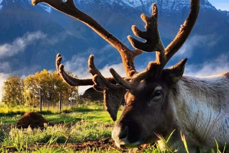 Hatcher Pass & Reindeer Adventure Tour  Anchorage Pickup - Exploring Alaska’s Wilderness and Charm