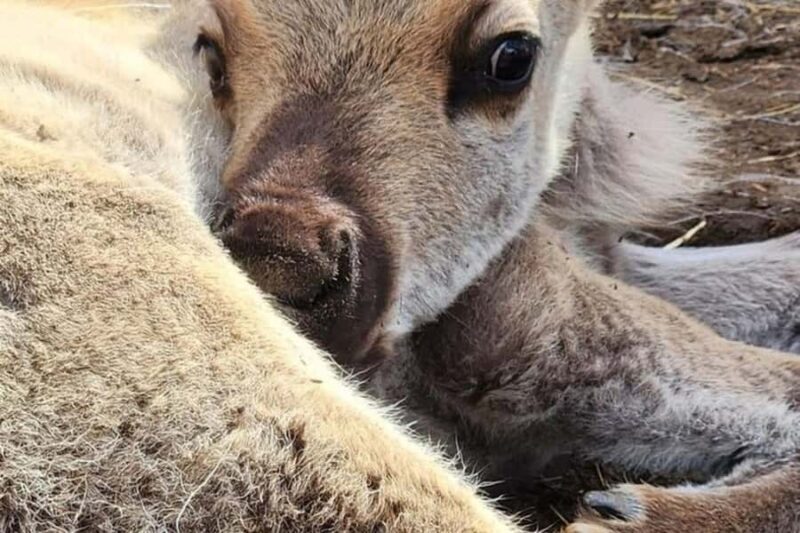 Hatcher Pass & Reindeer Adventure Tour  Anchorage Pickup - Who Will Love This Tour?