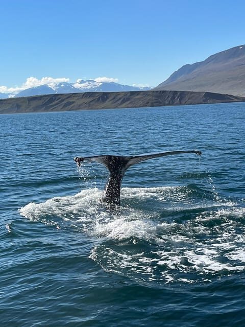 Hauganes: Whale Watching North Iceland - A Closer Look at the Whale Watching Experience