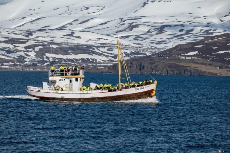 Hauganes: Whale Watching North Iceland - The Sum Up
