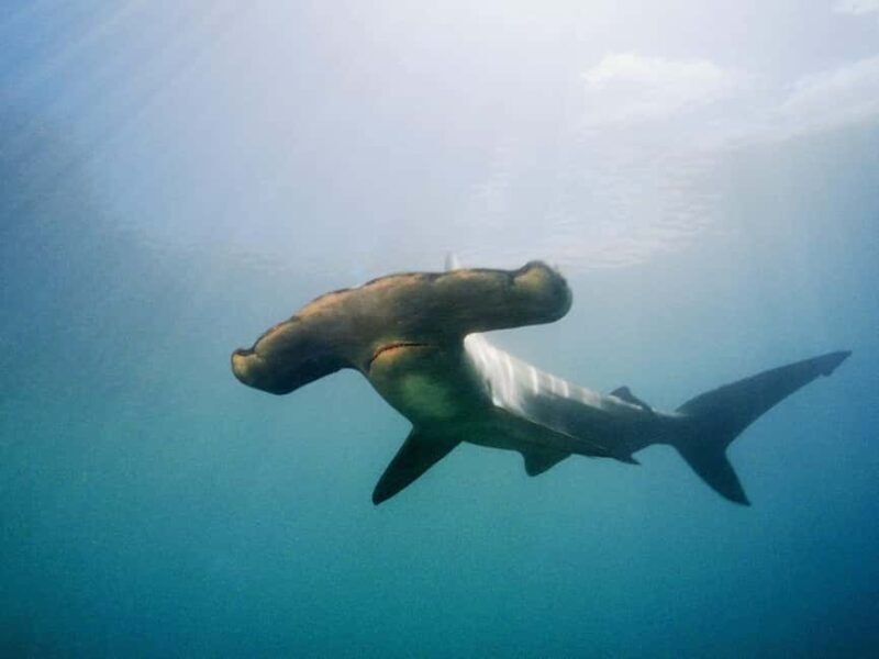 Hauraki Gulf: Hammerhead Experience Dive Charter - Exploring the Hauraki Gulf: Hammerhead Experience Dive Charter