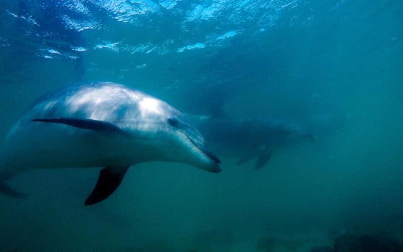 Hauraki Gulf: Hammerhead Experience Dive Charter - Key Points