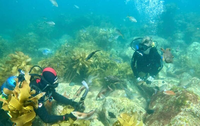 Hauraki Gulf: Hammerhead Experience Dive Charter - Who Should Consider This Tour?