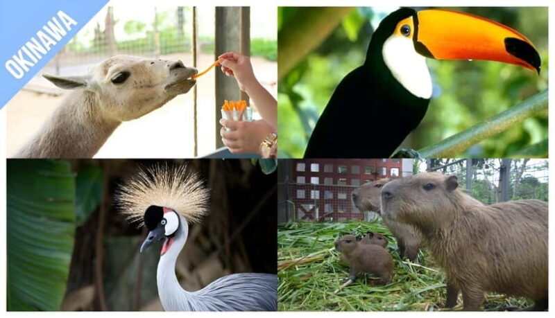 Have Fun in OKINAWA Pass (1 Week Free Pass) - Who Should Consider This Pass