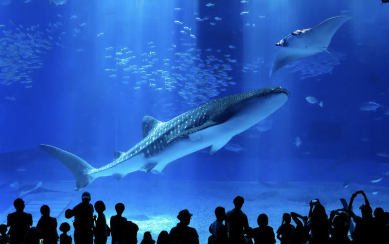 Have Fun in Okinawa Premium Pass (Day tour, Churami Aquarium and DMM Aquarium) - The seven-day window rewards a little planning