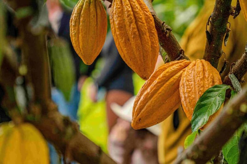 Hawaii: 10 Bar Chocolate Tasting & History of Chocolate - FAQ