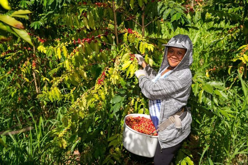 Hawaii: Hala Tree Coffee Farm Tour and Tasting - Hawaii: Hala Tree Coffee Farm Tour and Tasting