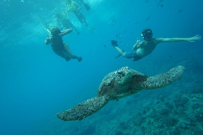 Hawaii Snorkeling with Turtles Boat Tour in Waikiki - FAQ